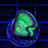 TSA Irish Favia Coral