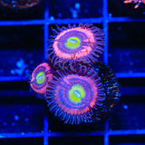 JF Daisy Duke Zoanthids Coral