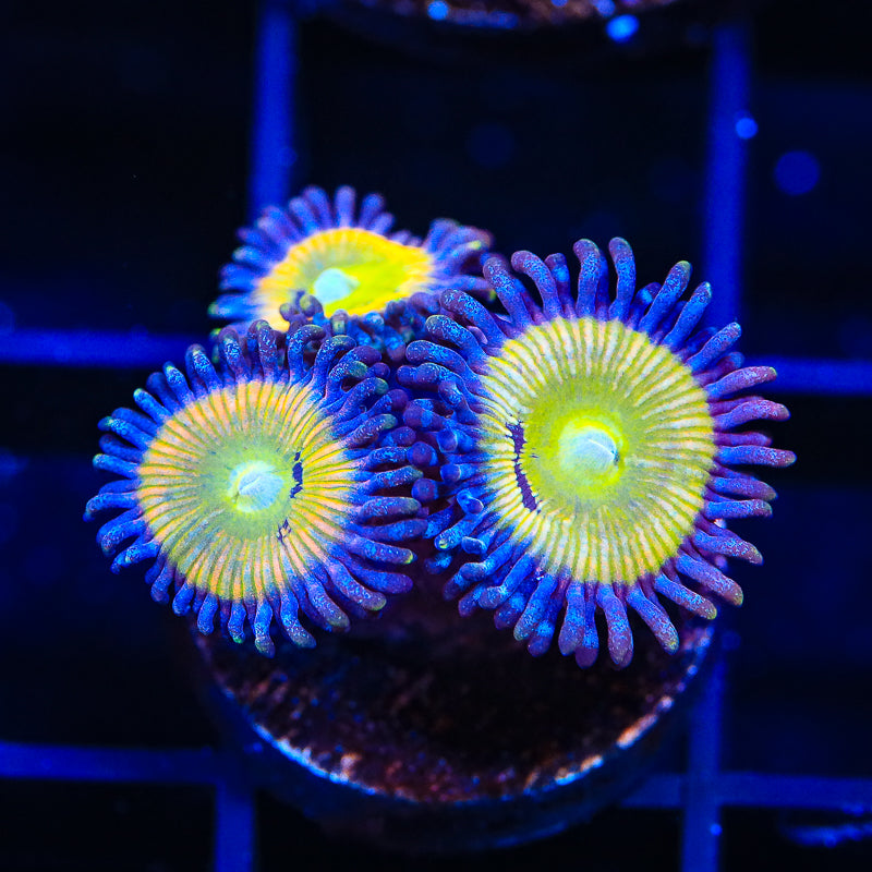 Sunny Ds Zoanthids Coral