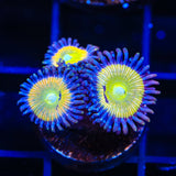 Sunny Ds Zoanthids Coral