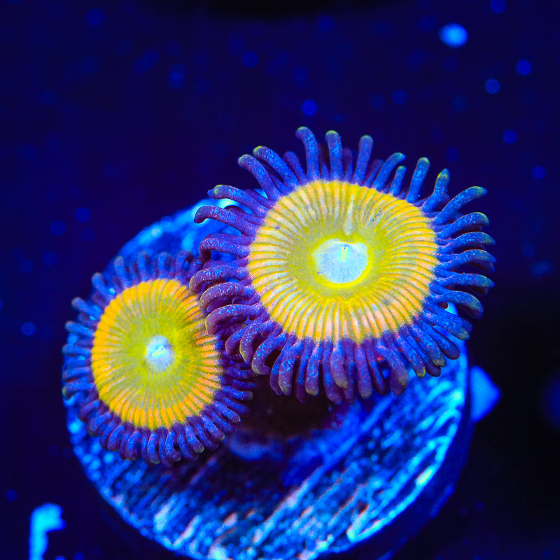 Sunny Ds Zoanthids Coral