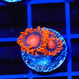 Bam Bam Zoanthid Coral - Top Shelf Aquatics