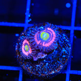 JF Daisy Duke Zoanthids Coral