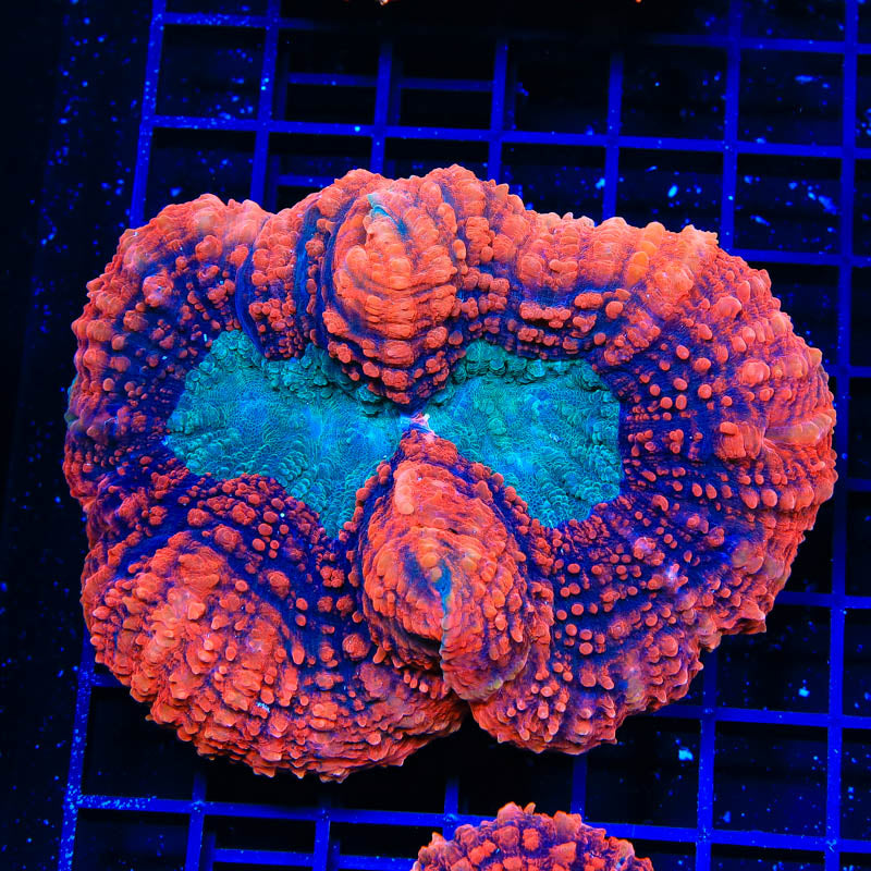 Ultra Lobophyllia Coral