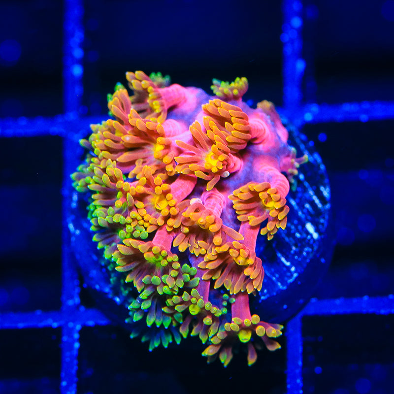 TSA Fantasia Goniopora Coral