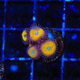 Vulcan Blood Zoanthids Coral