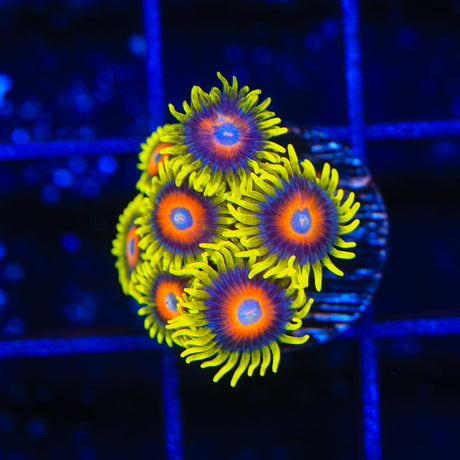 Super Saiyan Zoanthids Coral