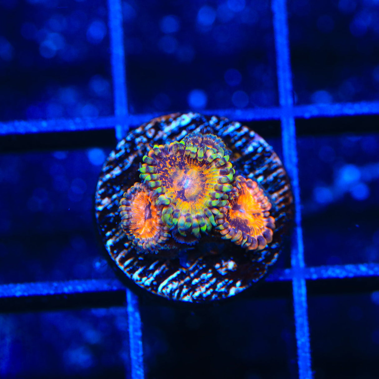 TSA Space Leopard Zoanthids Coral