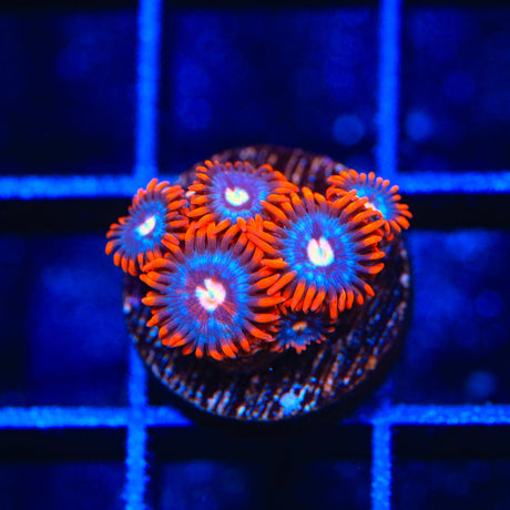 TSA Fire and Ice Zoanthids Coral