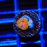 Grand Master Krak Zoanthids Coral