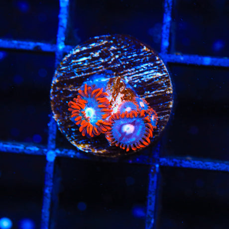 TSA Fire and Ice Zoanthids Coral