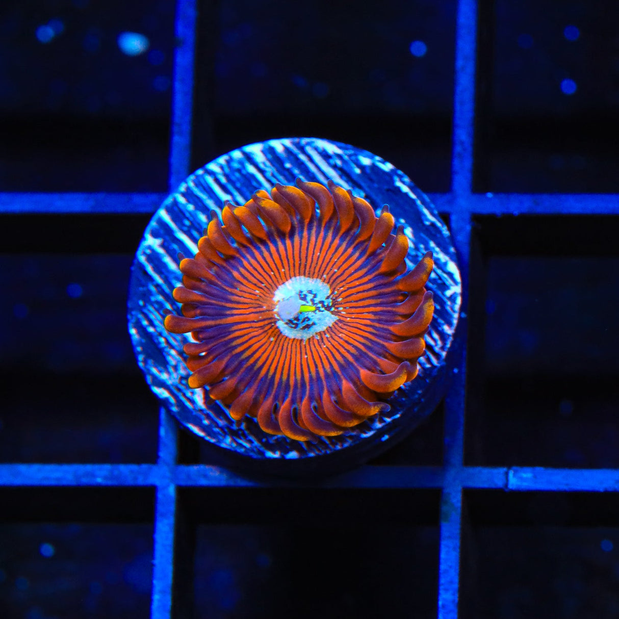 WWC Purple Hearts Zoanthids Coral