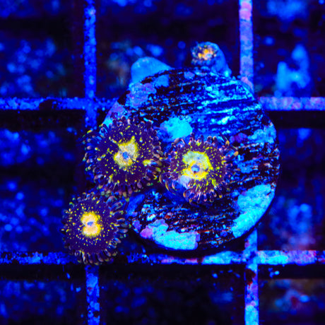 Ultra Acan Coral