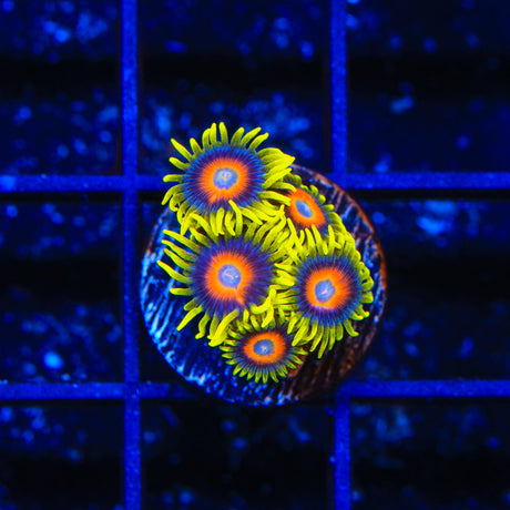 Super Saiyan Zoanthids Coral