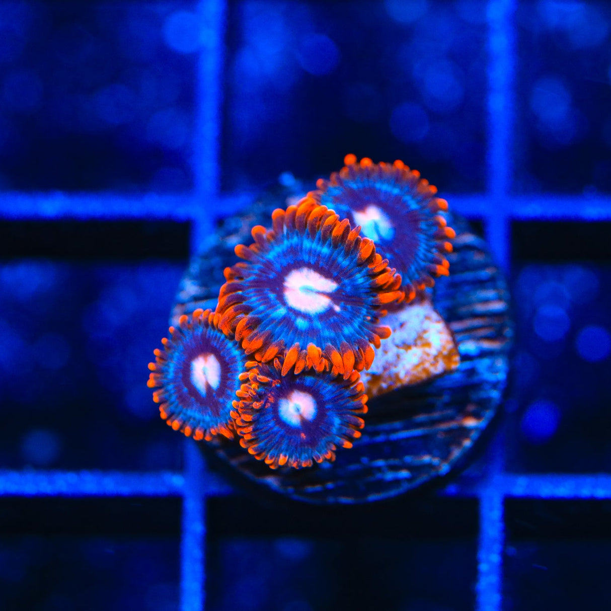 TSA Fire and Ice Zoanthids Coral