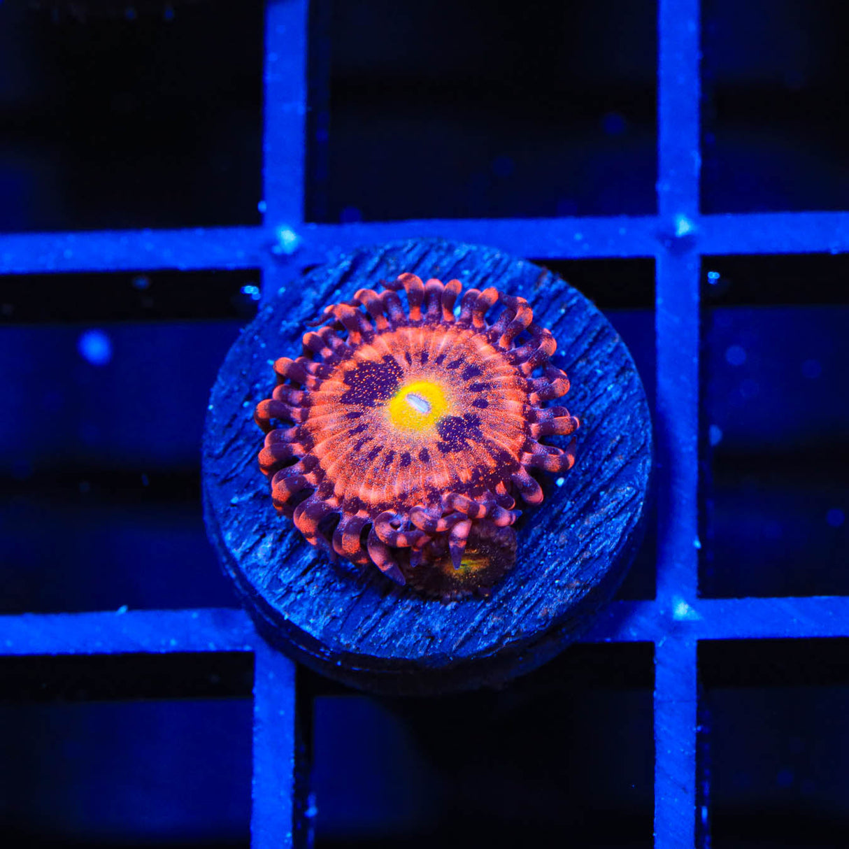 TG Sakura Zoanthids Coral - Top Shelf Aquatics
