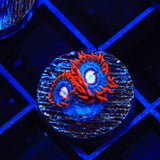 TSA Fire and Ice Zoanthid Coral - Top Shelf Aquatics