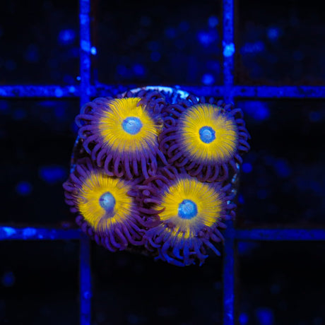 Vulcan Blood Zoanthids Coral