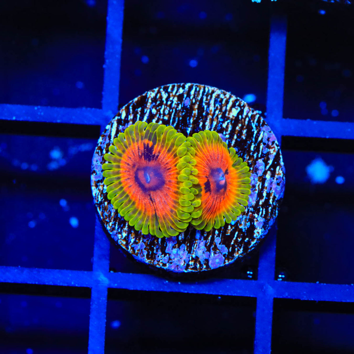 Hallucination Zoanthids Coral - Top Shelf Aquatics