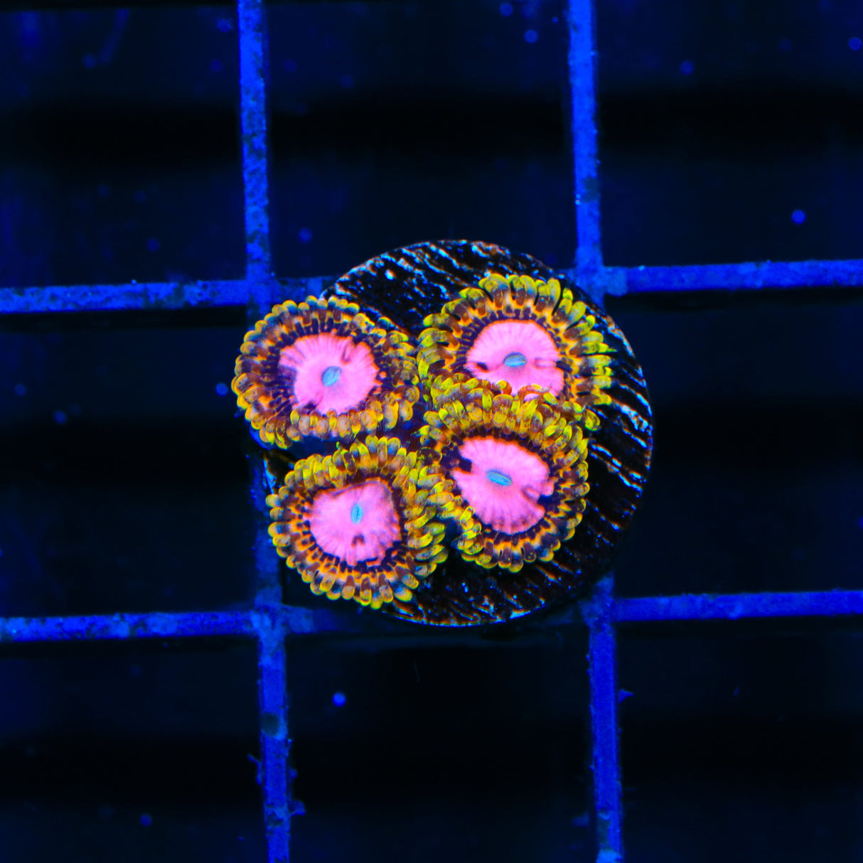 TSA Chemically Altered Zoanthids Coral