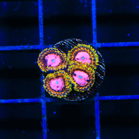 TSA Chemically Altered Zoanthids Coral