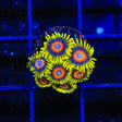 Super Saiyan Zoanthids Coral