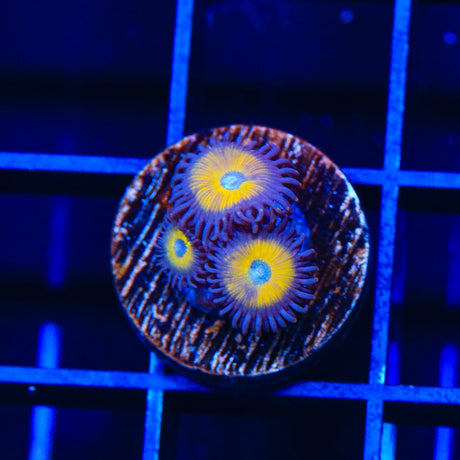 TSA Vulcan Blood Zoanthids Coral