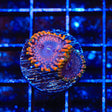 JF Fairy Fart Zoanthids Coral