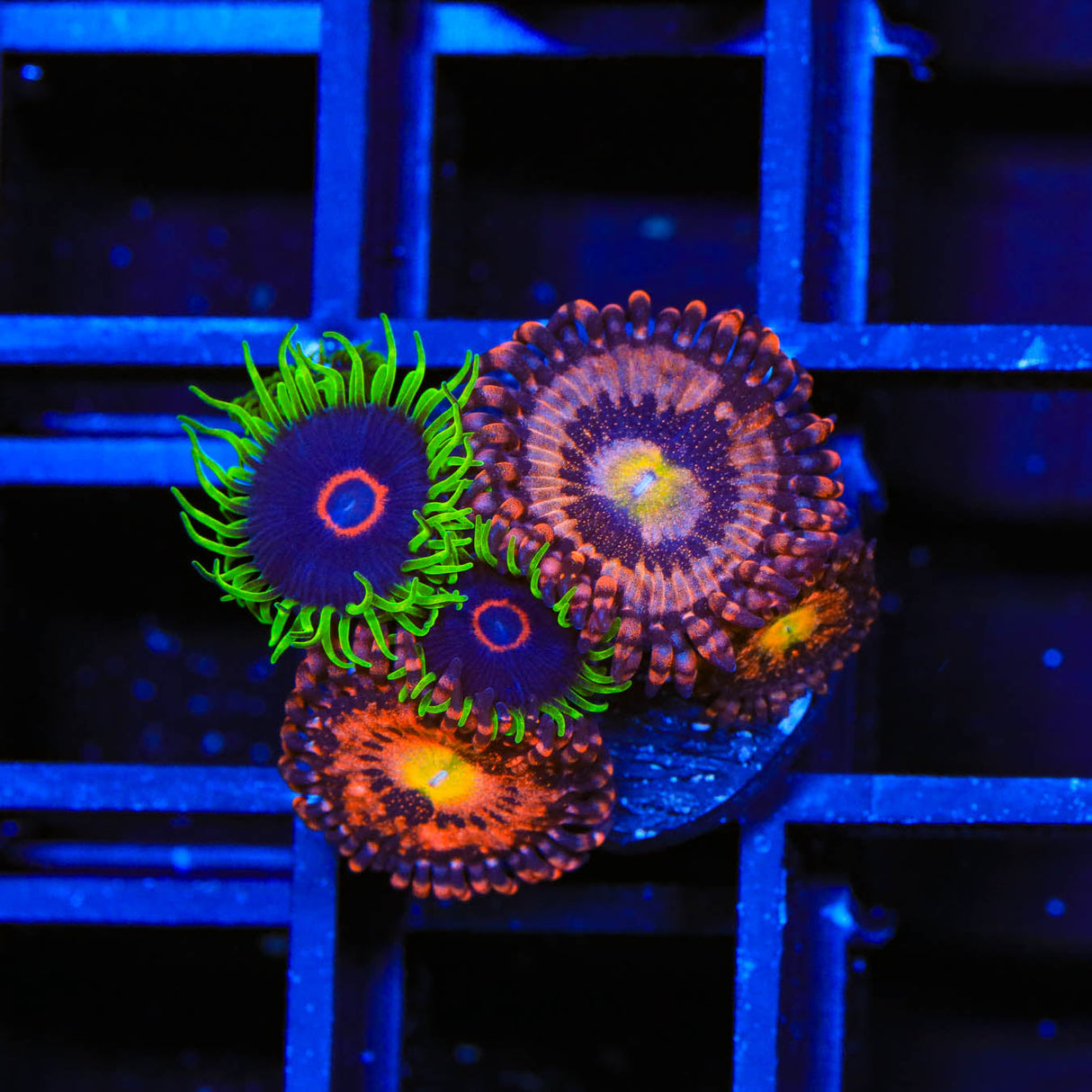 WWC Purple Hearts Combo Zoanthids Coral - Top Shelf Aquatics