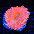 Atomic Orange Yuma Coral