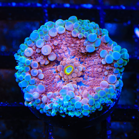 Pink Yuma Coral