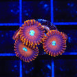 TSA Wizard Zoanthids Coral