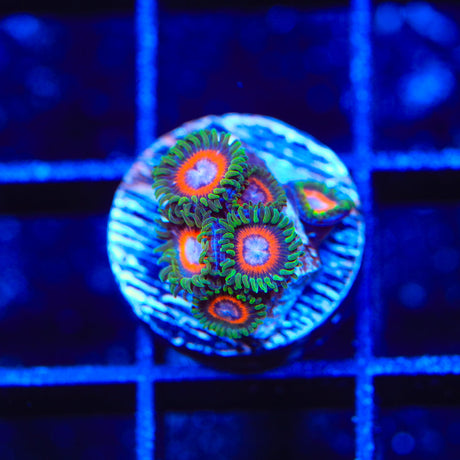 JF Jungle Juice Zoanthids Coral