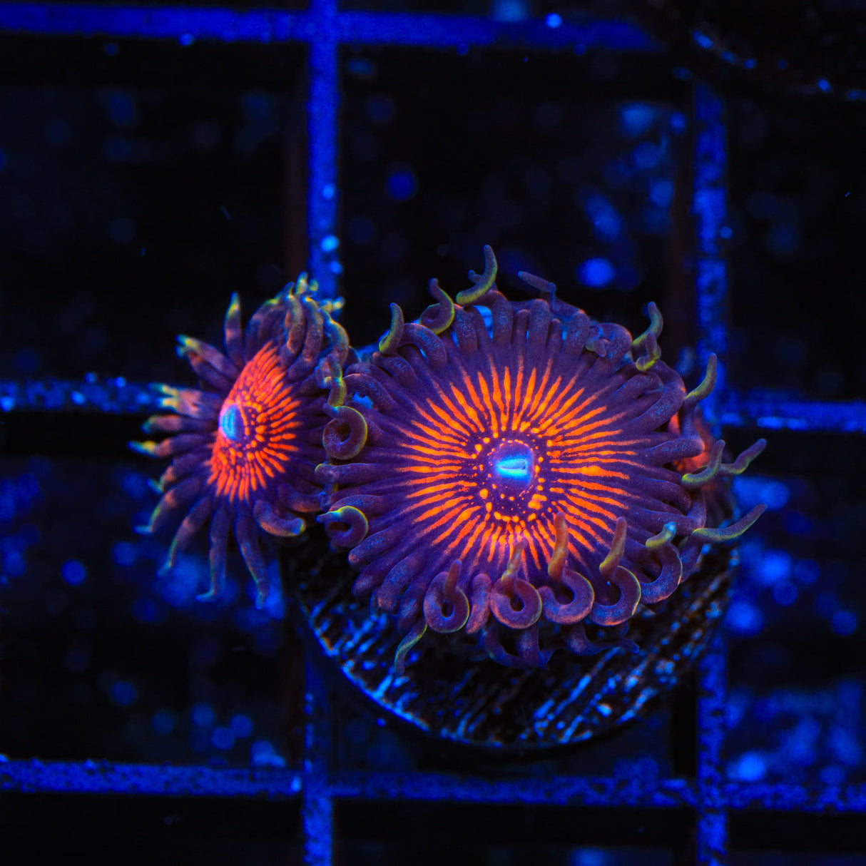 God of War Zoanthids Coral - Top Shelf Aquatics
