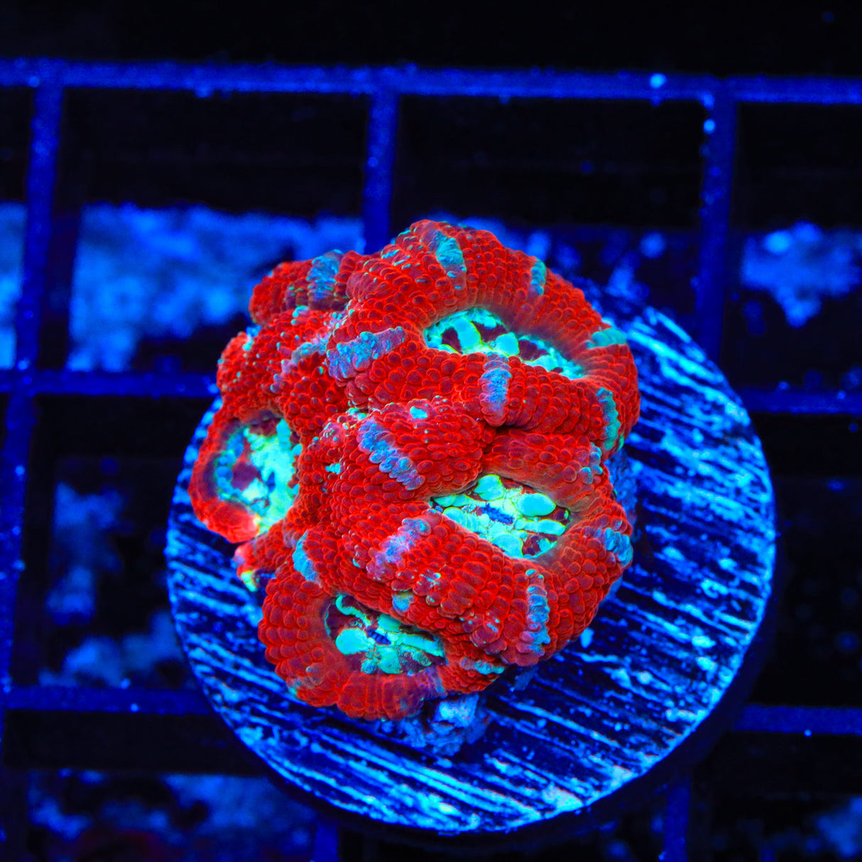 Ultra Deep Water Acan Coral