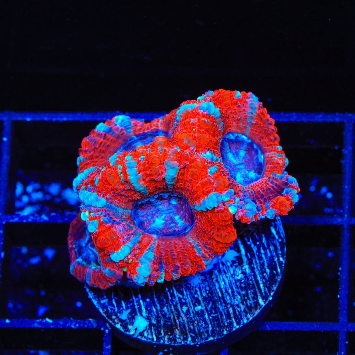 Ultra Deep Water Acan Coral - Top Shelf Aquatics
