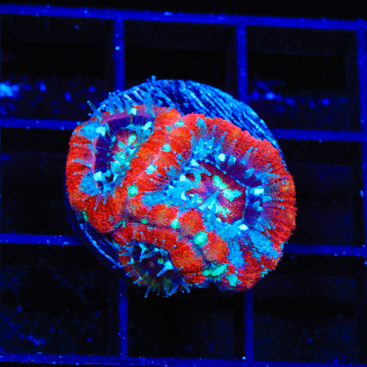 Ultra Deep Water Acan Coral - Top Shelf Aquatics