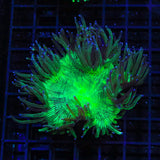 Blue Tip Elegance Coral