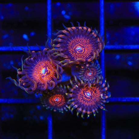 God of War Zoanthids Coral