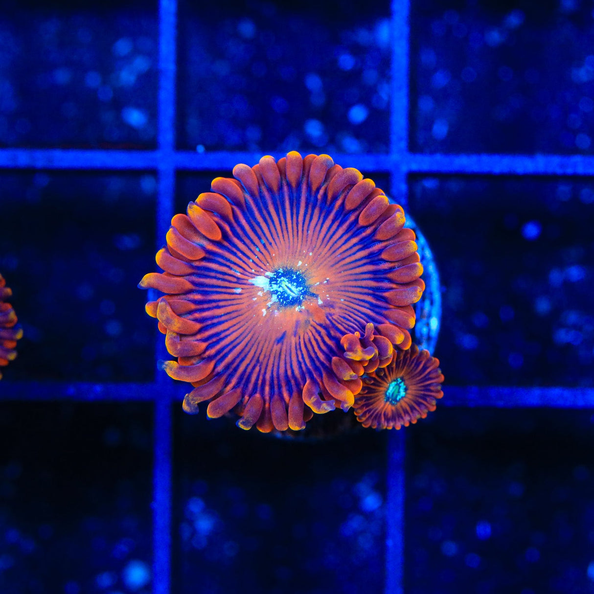 TSA Wizard Zoanthids Coral