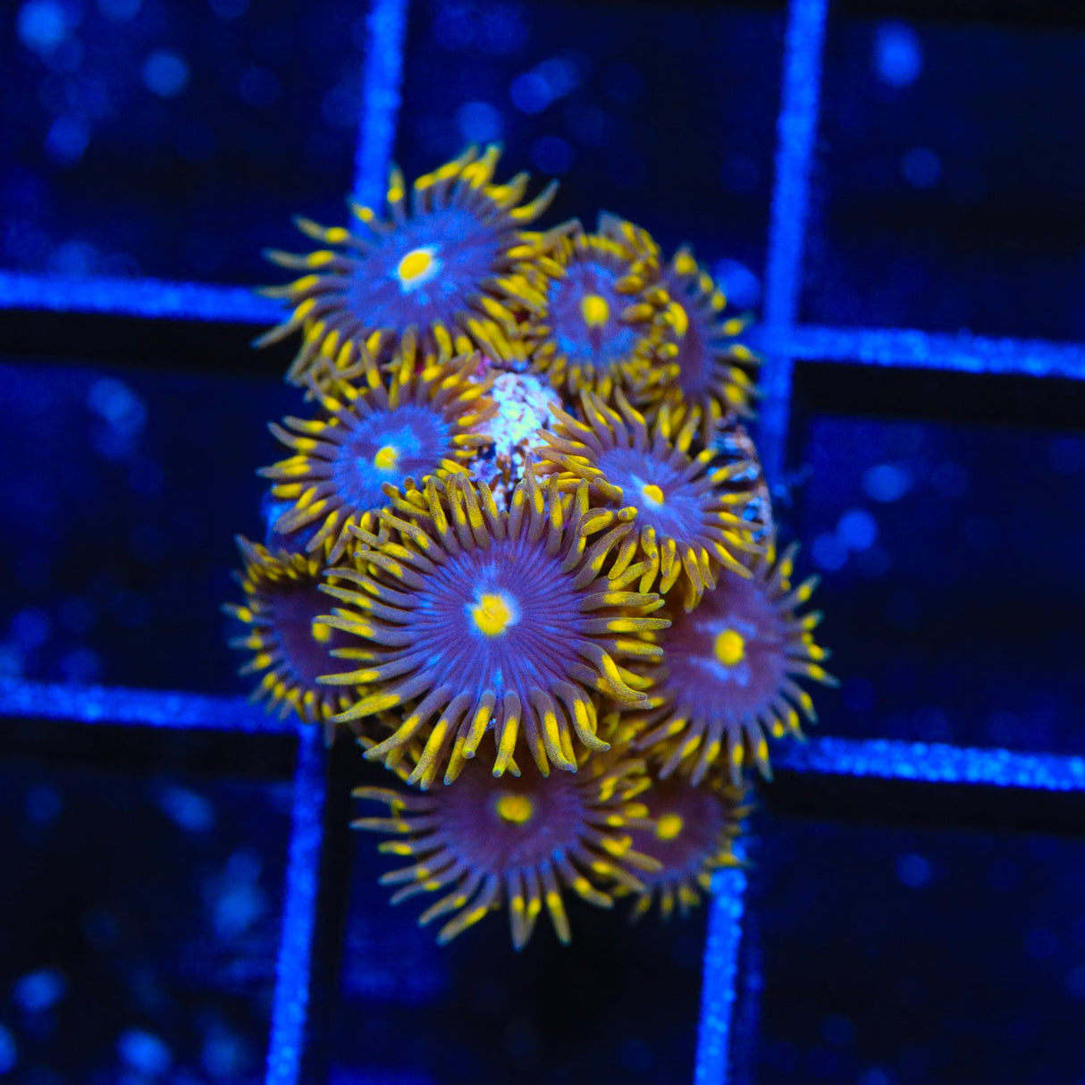 TSA Smurfette Zoanthids Coral