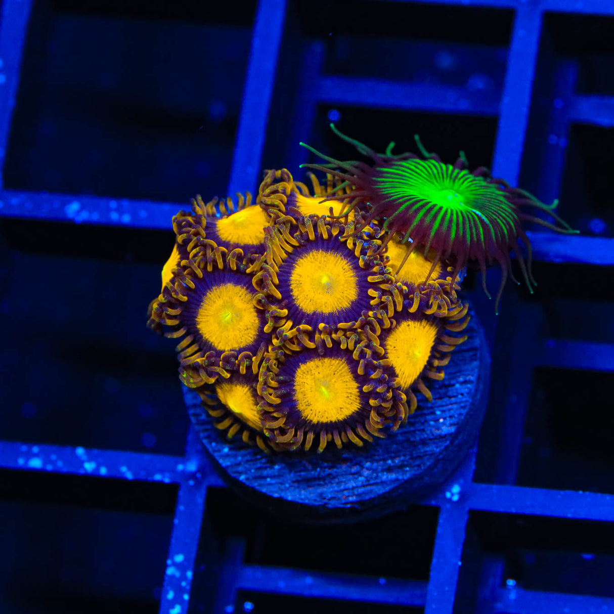King Midas Zoanthids Coral - Top Shelf Aquatics