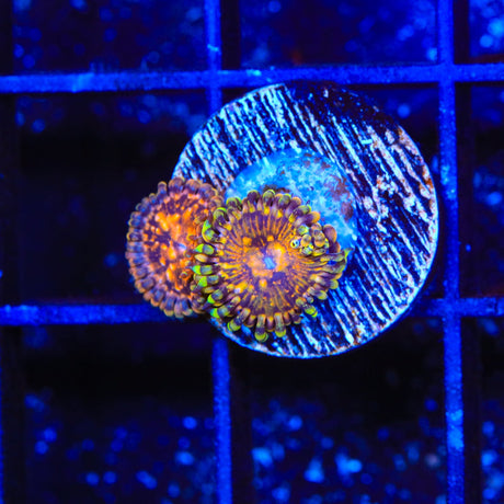 TSA Space Leopard Zoanthids Coral