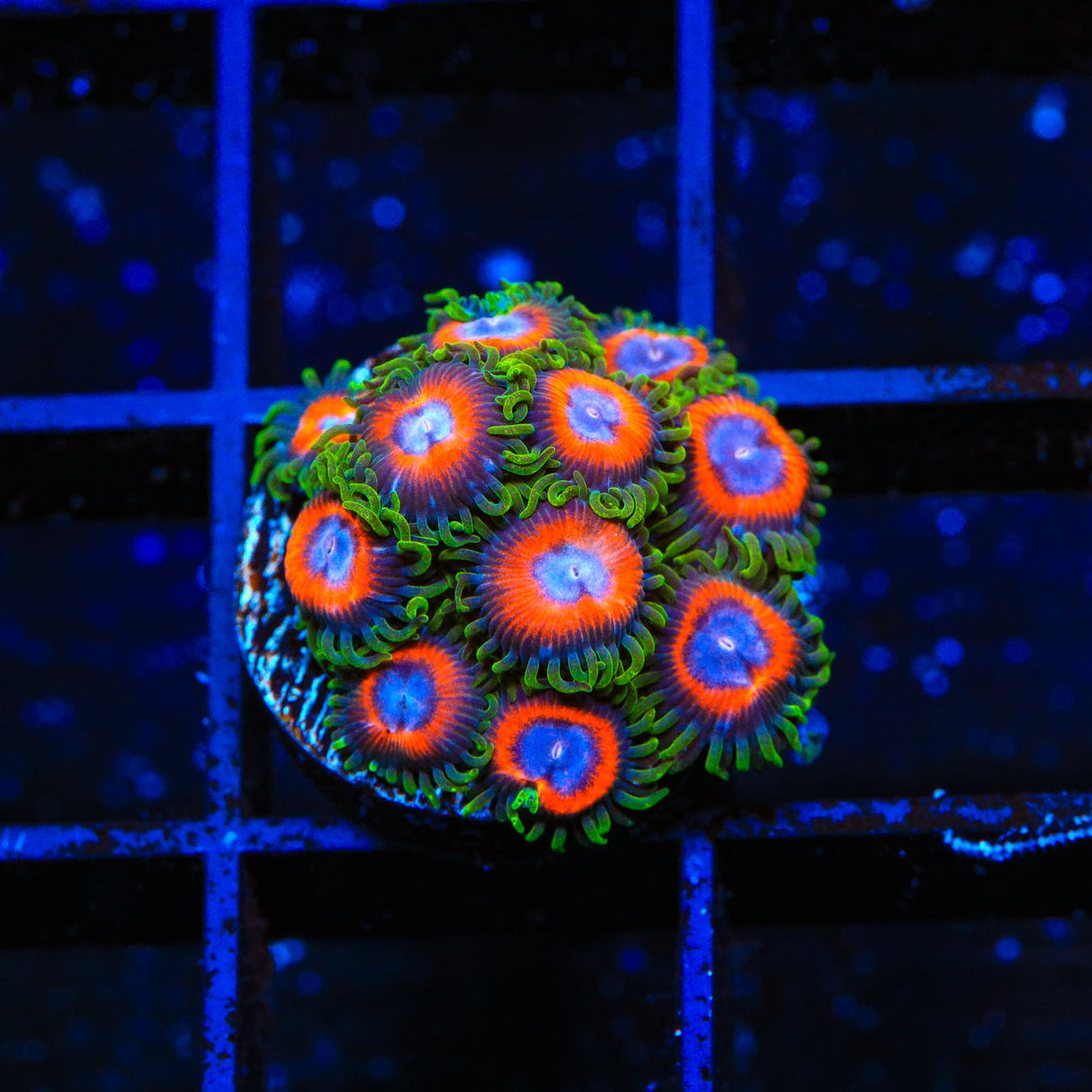 JF Fairy Tales Zoanthids Coral