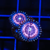 Pink Zipper Zoanthids Coral