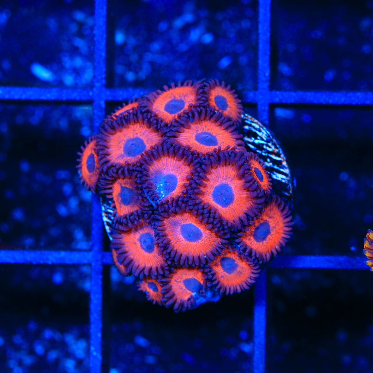 Kedds Reds Zoanthids Coral