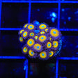 TSA Vulcan Blood Zoanthids Coral