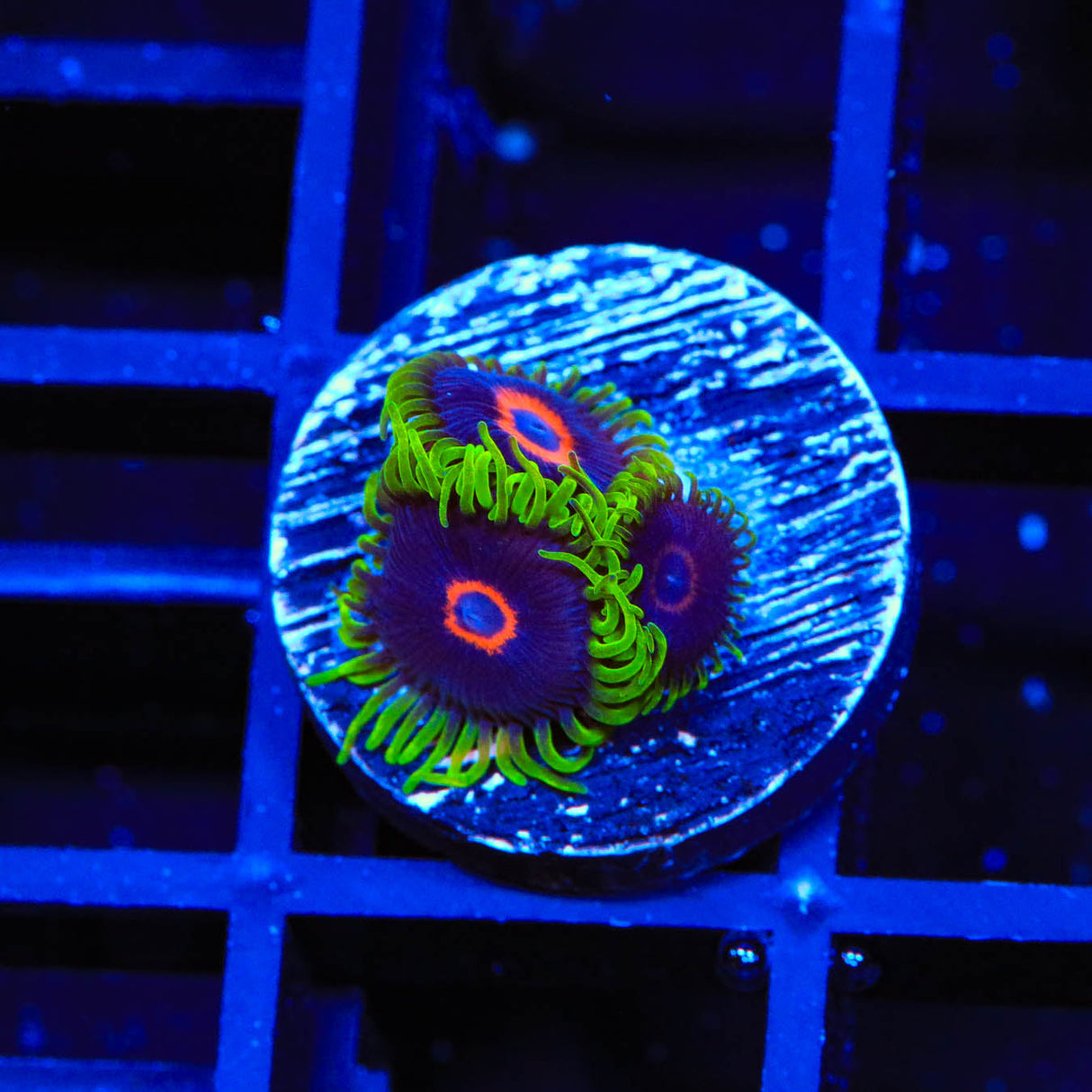 WWC Purple Hearts Zoanthids Coral - Top Shelf Aquatics