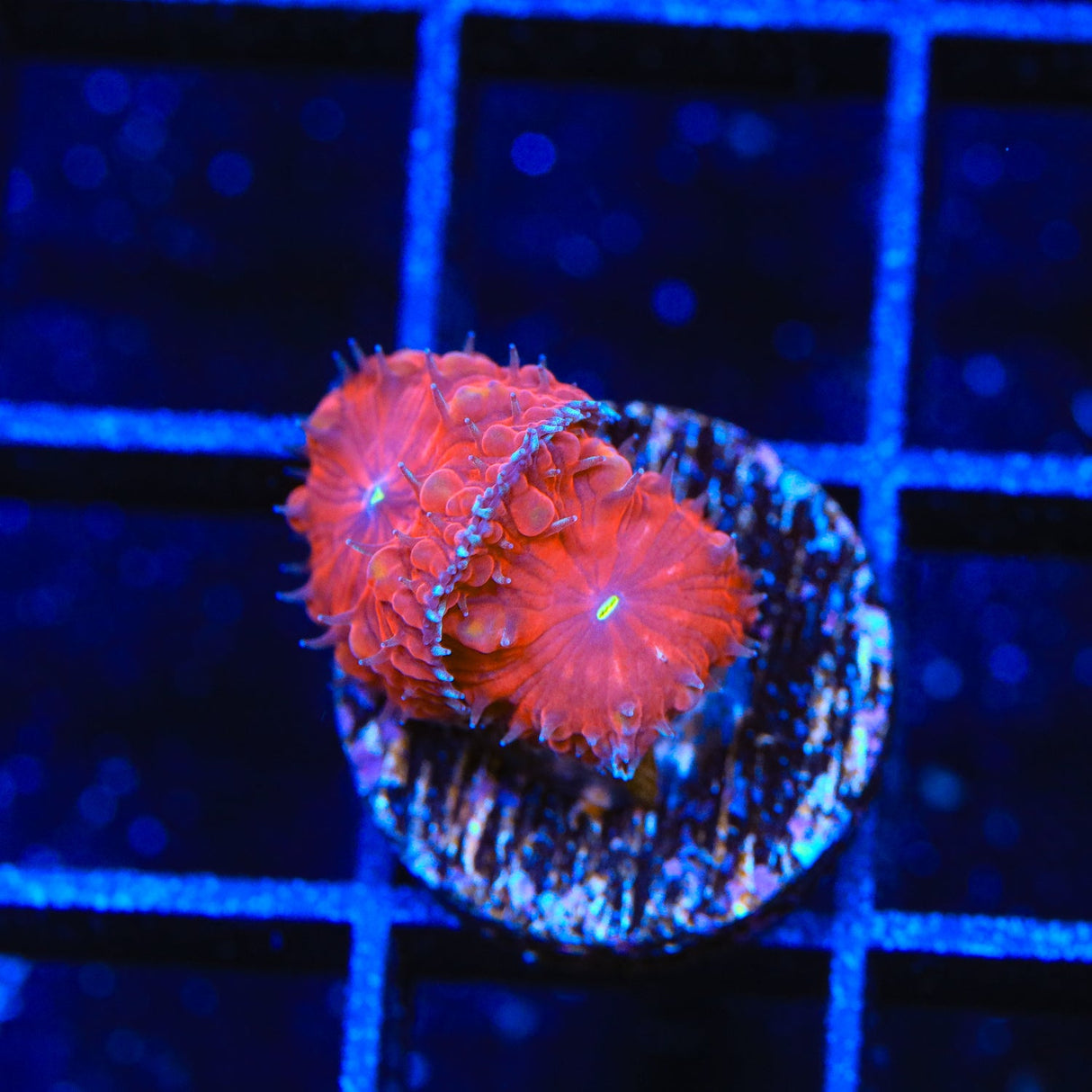 Red Blastomussa Coral