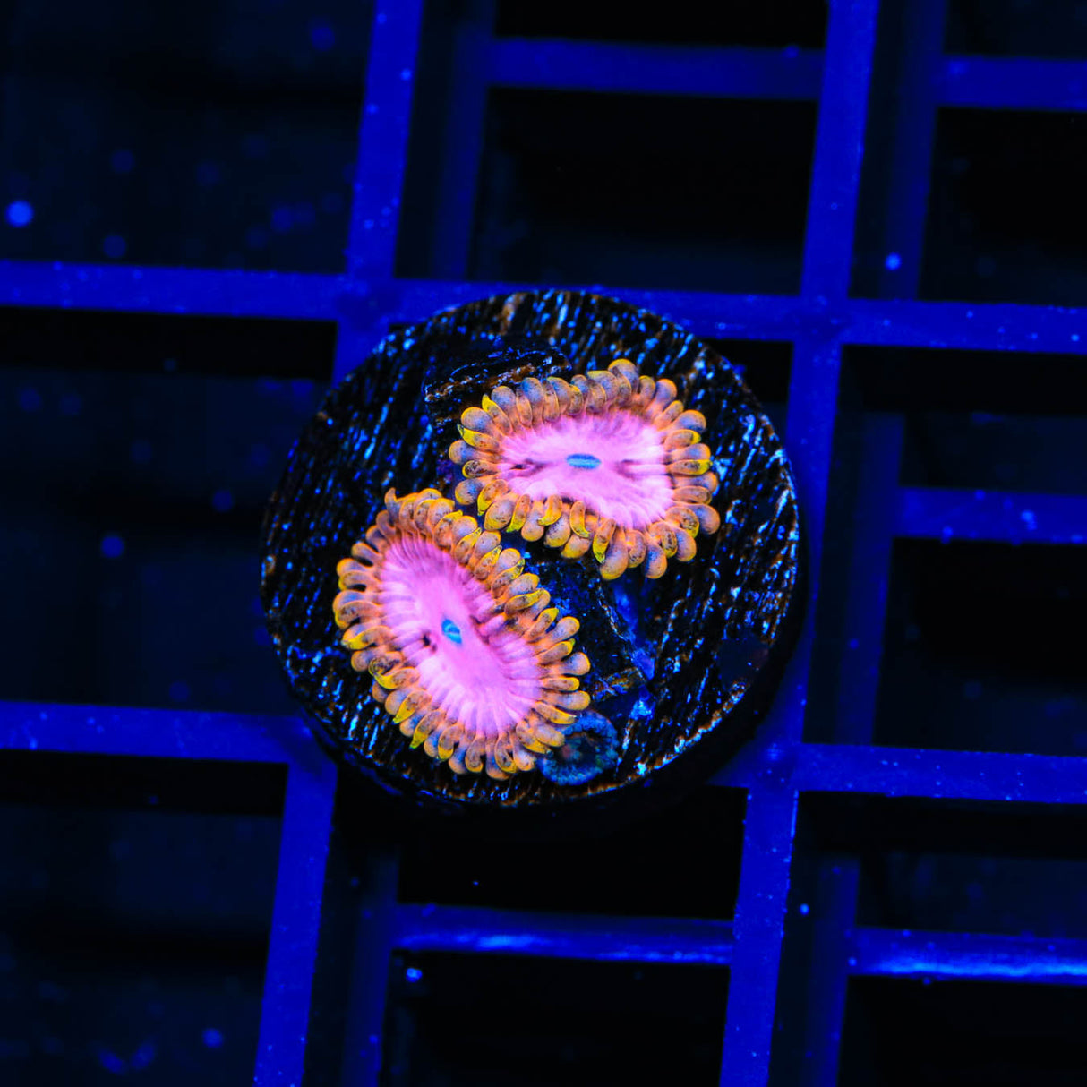 TSA Chemically Altered Zoanthids Coral